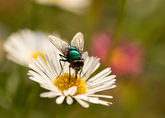 fly on flower