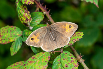 Meadow Brown Butterfly (Maniola jurtina) with its wings spread out which is a brown insect flying in spring, stock photo image