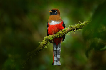 Masked Trogon, Trogon personatus red and brown bird in the nature habitat, San Isidro, Ecuador.