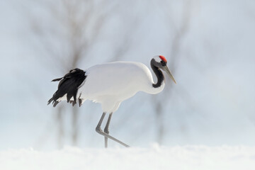Winter nature. Snowfall Red-crowned crane in snow meadow, with snow storm, Hokkaido, Japan. Bird in...