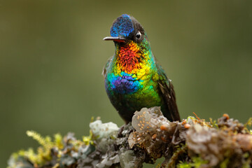 Glossy shiny tinny bird. Fiery-throated Hummingbird, Panterpe insignis, colourful bird sitting on branch. Mountain bright animal from Costa Rica. Red bright bird in the tropic forest.