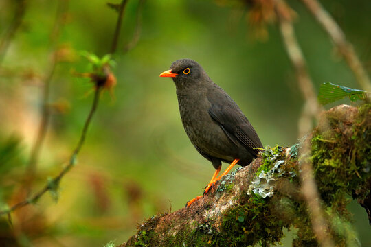 Great thrush, Turdus fuscater, black bird with orange bill and leg. Thrush sitting on the branch in the nature tropic forest mountain habitat, San Isidro in Ecuador.