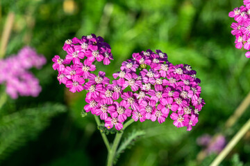 Achillea millefolium 'Lilac Beauty' a summer flowering plant with a purple summertime flower from May to August and commonly known as yarrow, stock photo image