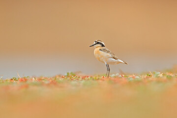 Obraz premium Kittlitz's plover, Charadrius pecuarius, small shorebird in the nature habitat. Plover on the beach, near the water, Lake Kariba, Zimbabwe in Afrika. Small bird in nature.