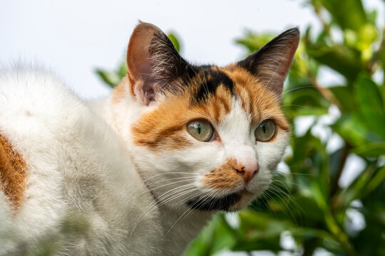 Ginger and white domestic tabby cat in a back yard garden, stock photo image