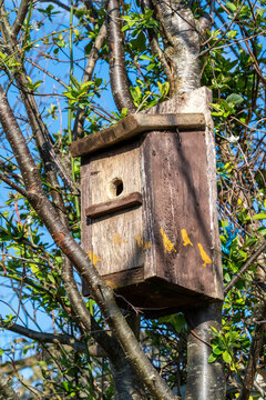 Bird box or birdhouse attached to a woodland tree in preparation for the bird mating season, stock photo image
