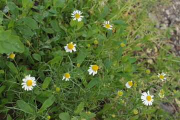 Medicinal chamomile in color on a meadow in summer