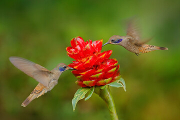 Two birds with red flower bloom. Hummingbird Brown Violet-ear, Colibri delphinae, birds flying next...