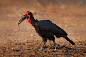 Bland and red hornbill. Southern ground-hornbill, Bucorvus leadbeateri, largest hornbill in the world. Black bird with red face walking in the green grass. Animal in the habitat, Moremi, Botswana