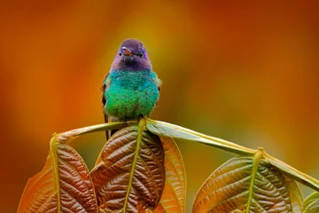Fototapeten Blue head hummingbird. Golden-tailed Sapphire, Chrysuronia oenone, Sumaco Napo-Galeras National Park in Ecuador. Green blue head hummingbird sitting on the branch in forest habitat. Wildlife Ecuador. © ondrejprosicky