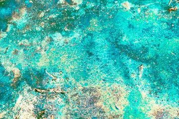 coral reef in the sea