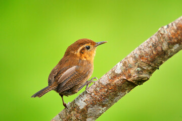 Mountain wren, Troglodytes solstitialis, Sumaco in Ecuador. Small tiny bird in the nature forest habitat. Little wren sitting on the branch, clear green background.