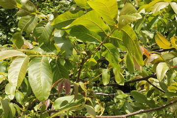 Green fruits ripen on a walnut tree in a summer garden