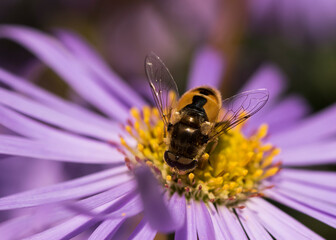 bee on flower