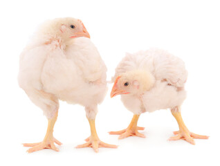 Two chicken or young broiler chickens.