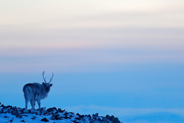 Wild Reindeer, Rangifer tarandus, with massive antlers in snow, Svalbard, Norway. Svalbard caribou,...