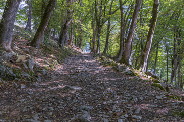 Historical walking rocky trail among old oak trees on Mount Anakopia (New Athos, Abkhazia) on a...
