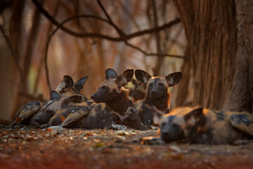 Wild dog, near the water, Okavango detla, Botswana in Africa. Dangerous spotted animal with big ears. Wildlife scene from nature, painted wolfs.