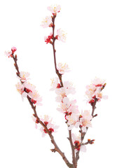 Flowering branch of apricot.