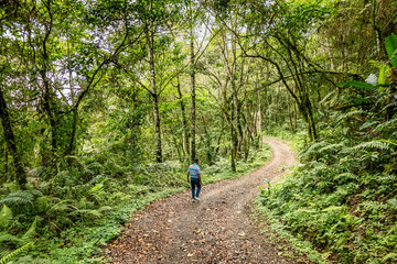 Fototapeta premium Persona caminando por sendero boscoso en Pereira Risaralda_Colombia Person walking down wooded path in Pereira Risaralda_Colombia