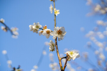 Plum blossom