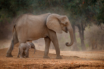 Elephant with young baby.  Elephant at Mana Pools NP, Zimbabwe in Africa. Big animal in the old...