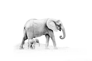 Africa art, black and white. Elephant with young baby.  Elephant at Mana Pools NP, Zimbabwe in Africa. Big animal in the old forest, evening light, sun set. Magic wildlife scene in nature.
