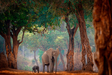 Elephant with young baby.  Elephant at Mana Pools NP, Zimbabwe in Africa. Big animal in the old forest, evening light, sun set. Magic wildlife scene in nature. African elephant in beautiful habitat. - obrazy, fototapety, plakaty