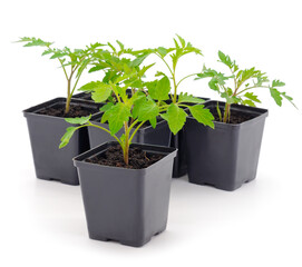 Seedlings of tomato in plastic  pot.
