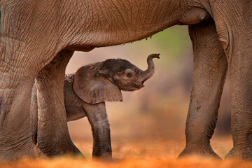 Baby elephant sucking mother milk.  Small pup with old elephant, care. Nature behaviour wildlife detail. Cub at Mana Pools NP, Zimbabwe in Africa. - obrazy, fototapety, plakaty