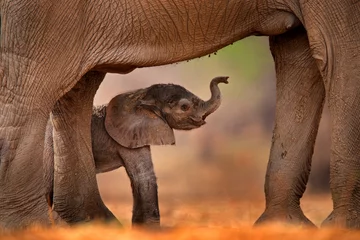 Foto auf Leinwand Elefantenbaby saugt Muttermilch. Kleiner Welpe mit altem Elefanten, Pflege. Detail des Naturverhaltens von Wildtieren. Jungtier im Mana Pools NP, Simbabwe in Afrika. © ondrejprosicky