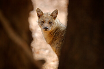 Side-striped jackal, Canis adustus, canid native to Africa, in the golden leaves. Dry season. Safari in Mana Pools NP, Zimbabwe. Jackal in the nature habitat. Wildlife Africa, evening light.