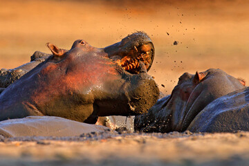 Hippo fight. Hippo with open muzzle in the water. African Hippopotamus, Hippopotamus amphibius...