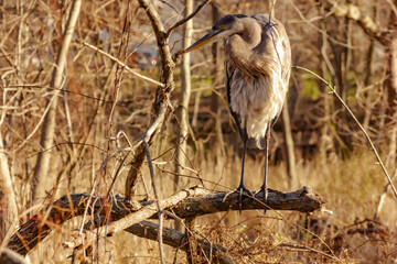 Great blue heron (Ardea Herodia) perched on a branch in the woods of North America. With its long dagger-like yellow beak, used for spearing fish, it is one of the larger wading birds found here.