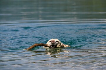 Dog swimming in lake. Labrador retriever enjoying water and carrying stick during summer sunny day.