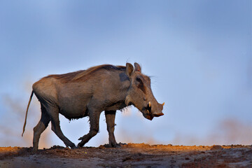 Naklejka na ściany i meble Warthog, brown wild pig with tusk. Close-up detail of animal in nature habitat. Wildlife nature on African Safari, Mana Pools NP, Zimbabwe.