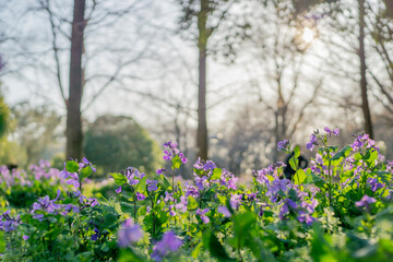 Fototapeta premium flower