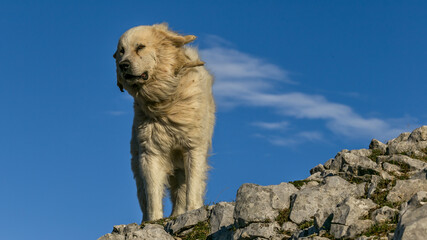 A patou, sheep protection dog in the French Alps