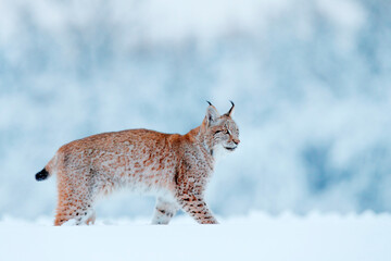 Winter wildlife in Europe. Lynx in the snow, snowy forest in February. Wildlife scene from nature,...
