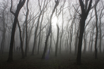 Misty morning in the forest.
