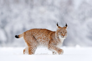 Winter wildlife in Europe. Lynx in the snow, snowy forest in February. Wildlife scene from nature, Germany. Winter wildlife in Europe.