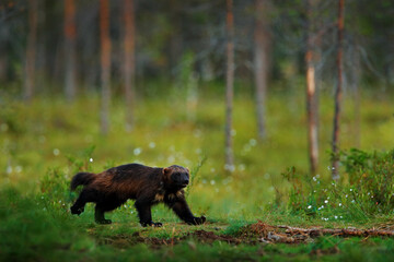 Wolverine running  in Finnish taiga. Wildlife scene from nature. Rare animal from north of Europe....