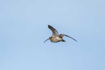 Curlews (Numenius arquata) in flight against a blue sky