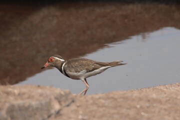 atlantic three-lane plover next to river