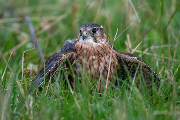 A merlin (Falco columbarius) mantles (conceals) its catch from other birds