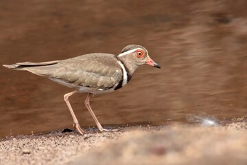 atlantic three-lane plover next to water