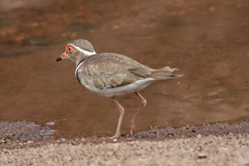 atlantic three-lane plover