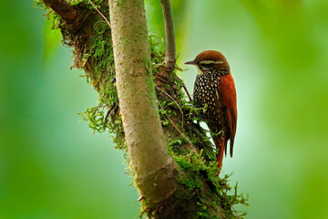 Pearled treerunner, Margarornis squamiger, grey brown bird in the nature habitat. Treerunner on the tree branch, San Isidro in Ecuador. Bird in the tropic forest, birdwatching in South America.