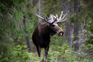 Foto auf Acrylglas Elchbulle elk in the woods
