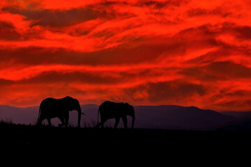 Naklejka na ściany i meble Sunset in Africa. Elephant in the grass, blue sky. Wildlife scene from nature, elephant in habitat, Moremi, Okavango delta, Botswana, Africa. Green wet season, blue sky with clouds.